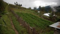 Agricultores de Guatemala lanzas sus productos por ventas en línea