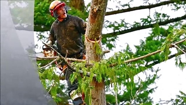 T's Tree Service