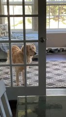 Opening the Door for the Dog
