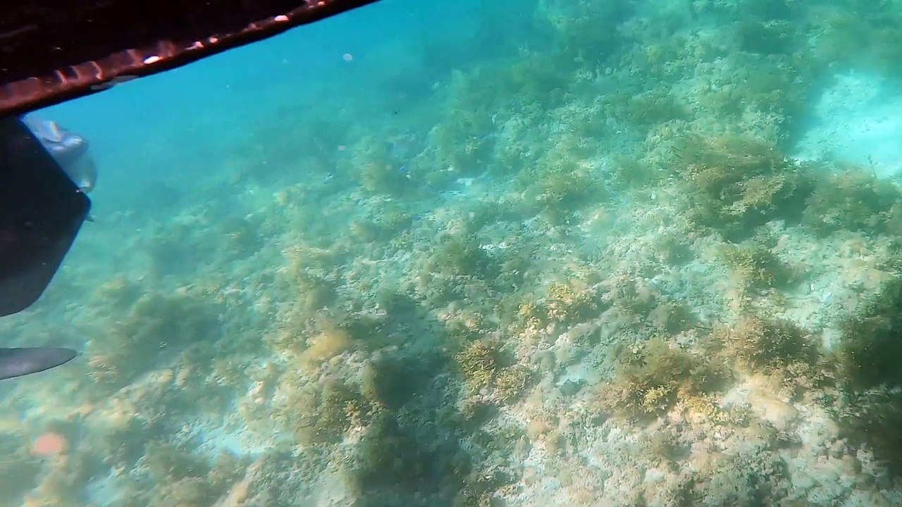 Sharks Find a Massive Meal