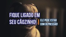  Fique ligado em seu cãozinho! Ele pode estar com depressão