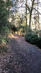 Happy Sheep Hops and Trots down Trail