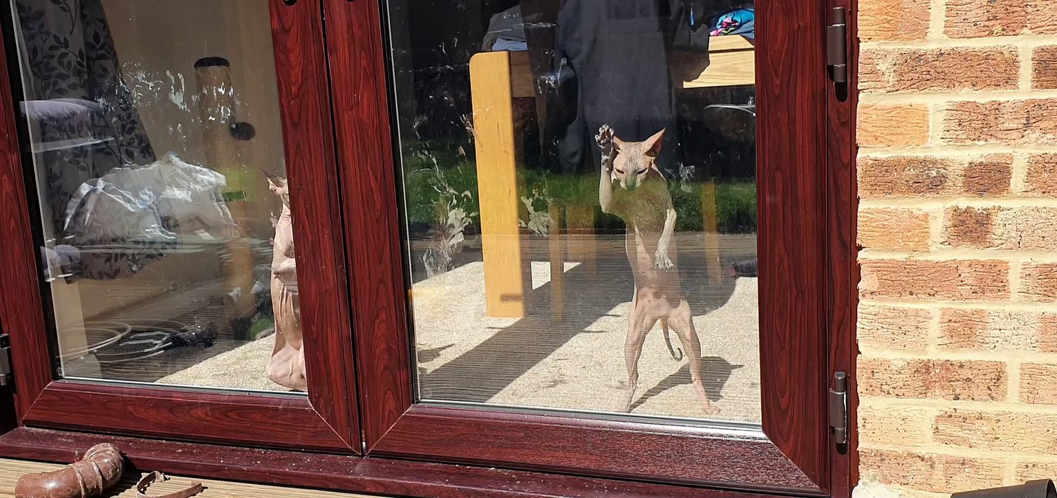Hairless Cat Loves Pawing at the Door