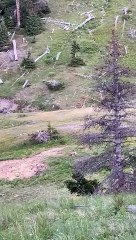 Bear Stalks and Catches Elk