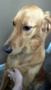 Adorable Dog Demands More Scratches