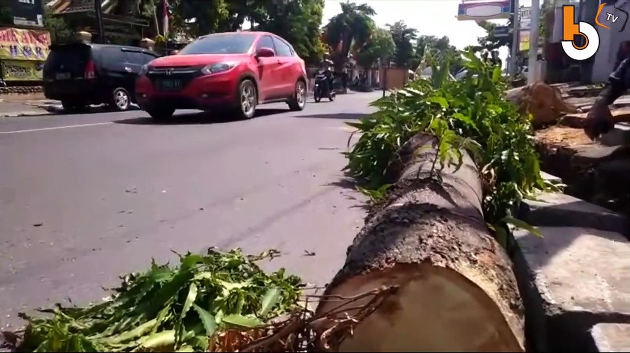 RATUSAN POHON PENGHIJAUAN JALAN DIPOTONG, WARGA PROTES KEPANASAN
