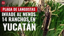 Plaga de langostas invade al menos 14 ranchos en Yucatán