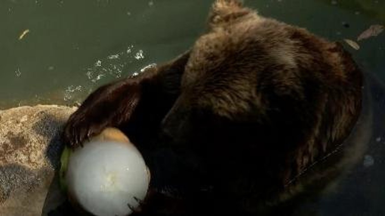 Binatang Makan Es Krim, Pemandangan Lucu di Kebun Binatang