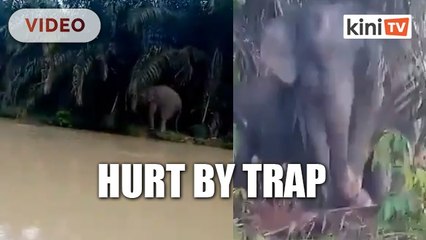 Perhilitan working to locate injured elephant in Kluang plantation