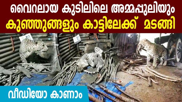 Leopard shifts to forest with 4 cubs after giving birth inside hut in Nashik | Oneindia Malayalam