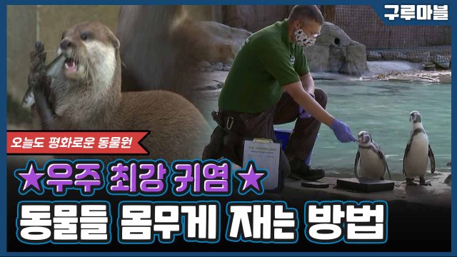 [구루마블] 동물들도 건강검진하는 날이 있다고? / YTN