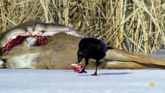 America's Mississippi : The Headwaters