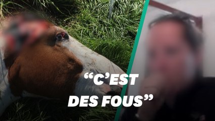 Ces éleveuses redoutent tant les mutilateurs de chevaux qu'elle préfèrent témoigner anonymement