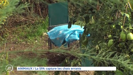 ANIMAUX / La SPA capture les chats errants