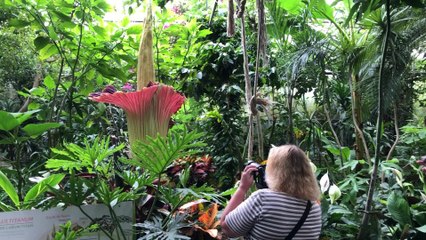 Pairidaiza floraison 1