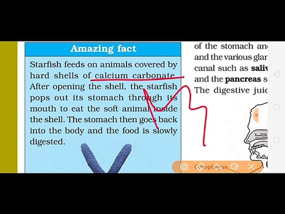 Class7th Science chapter 2 Nutrition in Animals part 1 full explanation हिंदी में_1