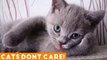 THESE CATS JUST DON'T CARE! TRY NOT TO LAUGH Ultimate Funny Cats March 2018 _ Funny Pet Videos