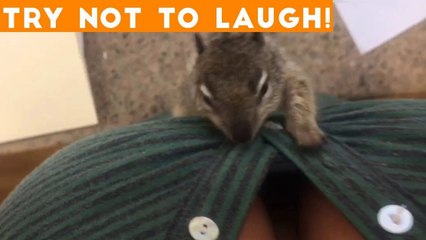 TOP 100 FUNNY ANIMALS of 2018 _ Try Not To Laugh Challenge March _ April _ Funniest Pet Videos