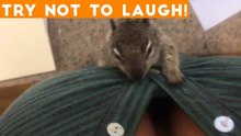 TOP 100 FUNNY ANIMALS of 2018 _ Try Not To Laugh Challenge March _ April _ Funniest Pet Videos