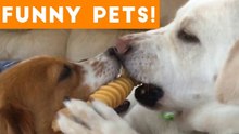 Funniest Pets of the Week Compilation March 2018 _ Funny Pet Videos
