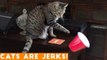 CATS ARE JERKS! Try Not to Laugh - Hilarious Grumpy Cats Compilation April 2018 _ Funny Pets Videos