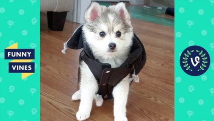 TRY NOT TO LAUGH or GRIN - Funny Animal Videos Fails Compilation August 2017 _ Funny Vines Videos