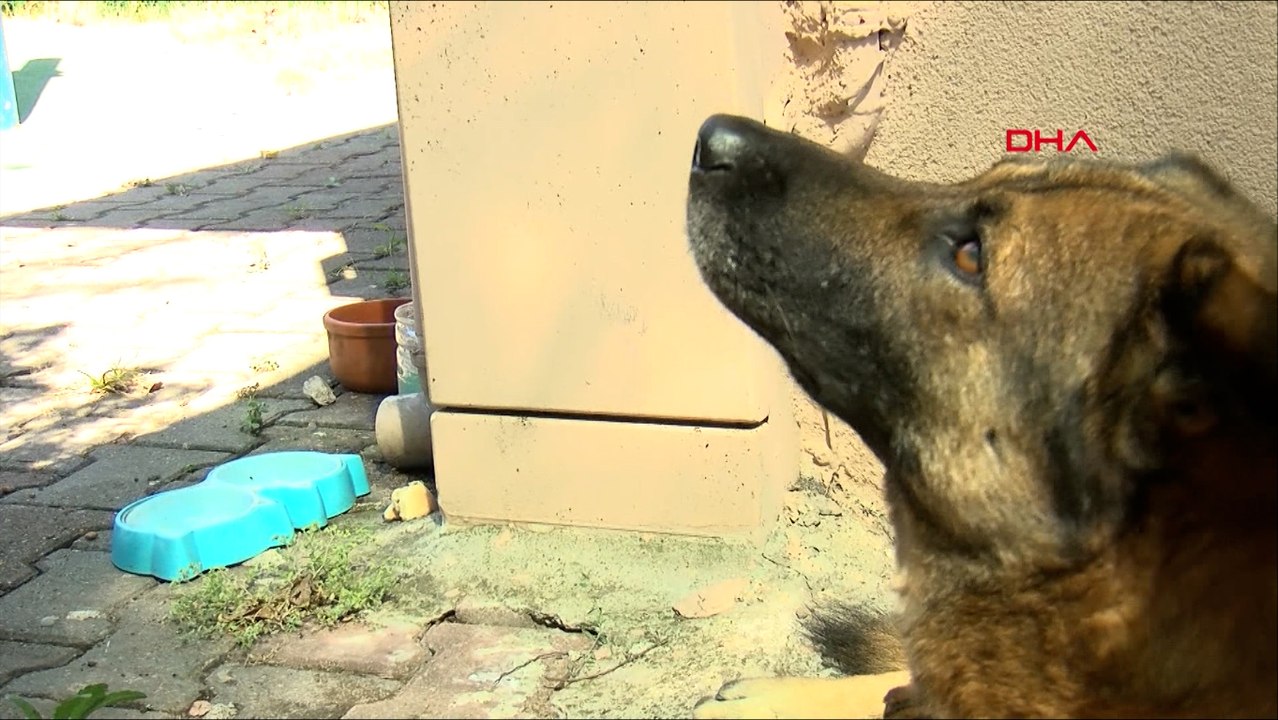 Üsküdar sokaklarını yıllardır mesai arkadaşı 'Paşa' ile temizliyor