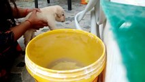 Puppy Learns How to Swim in Bucket