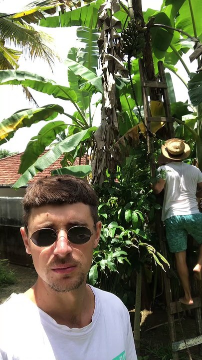 Man Loses Balance While Picking Bananas