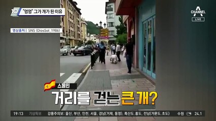 “멍멍” 그가 개가 된 이유