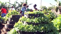 A Group Of Youth Venture In Vertical Farming