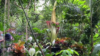 La floraison rare de l'Arum titan à Pairi Daiza