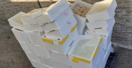 Napoli - Sequestrata una tonnellata di mozzarella non certificata (03.09.20)