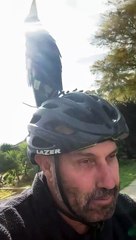 Magpie Call Keeps Cyclist Safe From Being Swooped