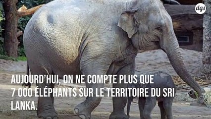 Face au déclin des éléphants, le Sri Lanka va interdire l’importation de produits plastiques