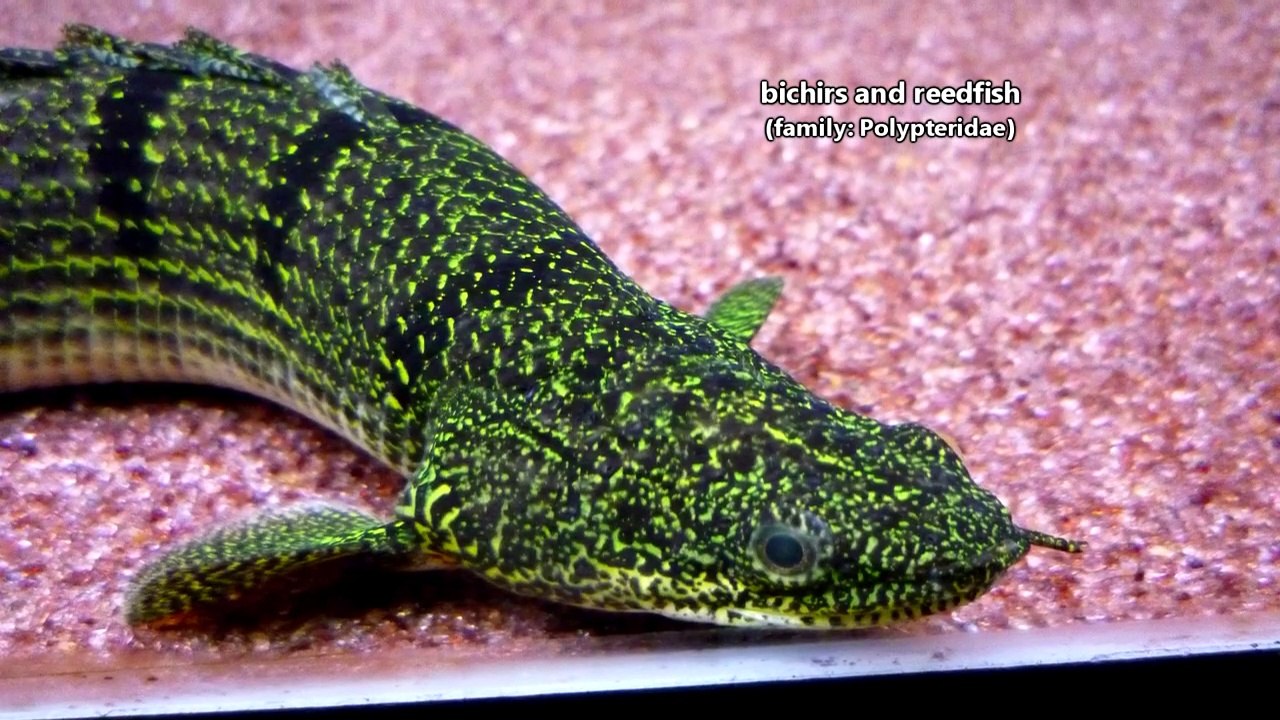 Bichir and Reedfish facts_ kind of like eels