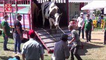İnatçı inek güzellik yarışmasından kaçtı
