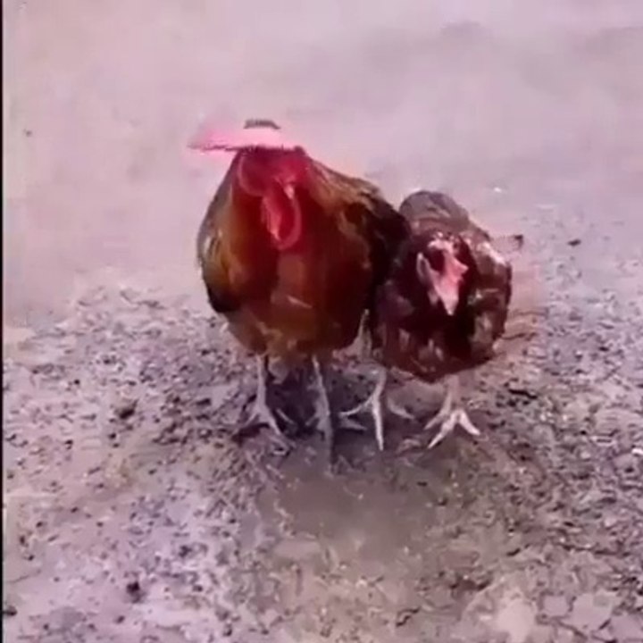 Animals  lover