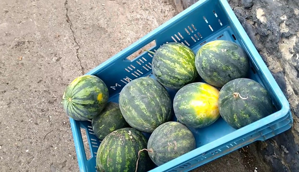 Plantation de pastèques à Antheit