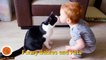 Cats And Babies Most Crazy Cats Annoying Babies