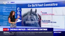 Mutilation de chevaux: une vingtaine de départements touchés par le phénomène