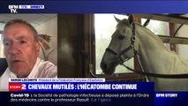 Chevaux mutilés: l'inquiétude du président de la Fédération française d'équitation