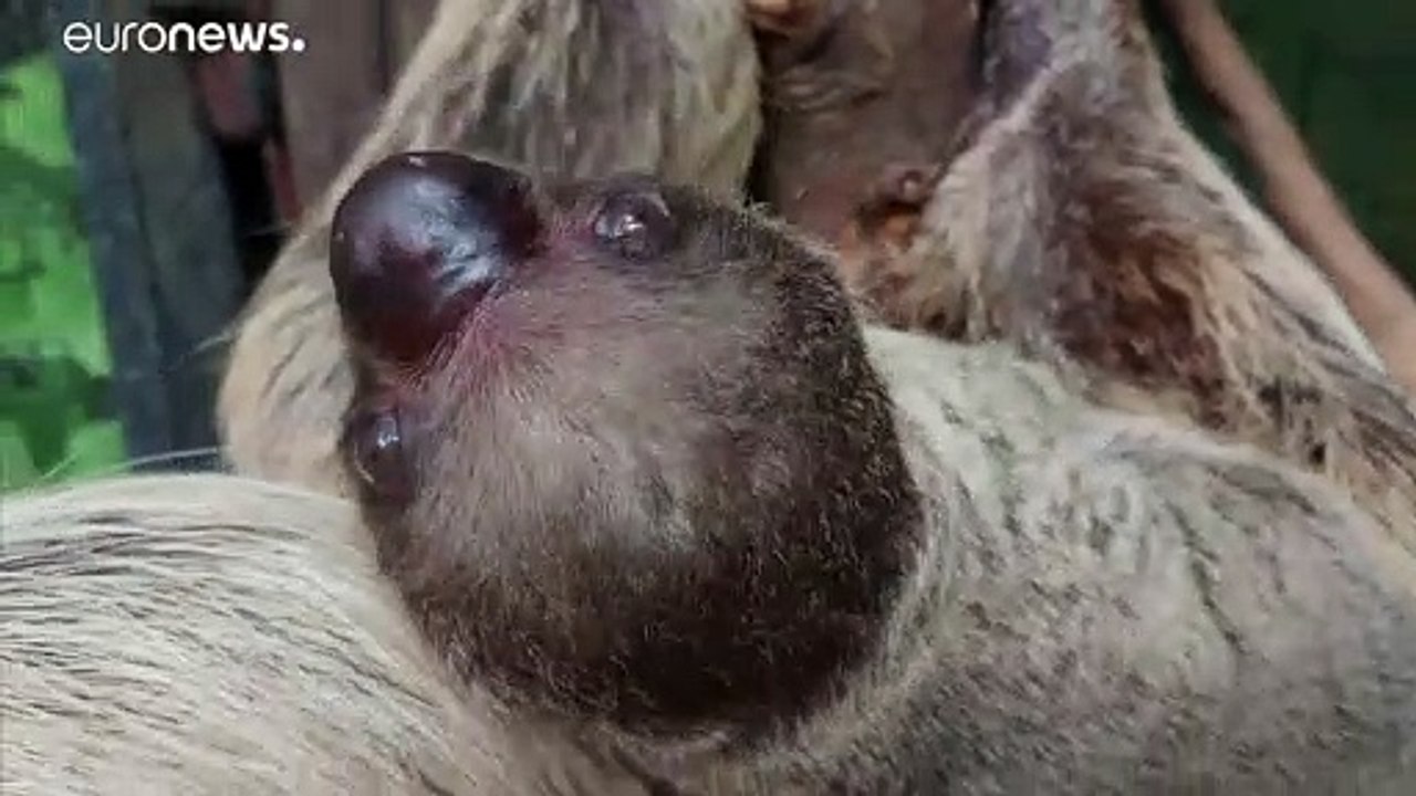 Süßer Trüffel - Faultierbaby im Londoner Zoo