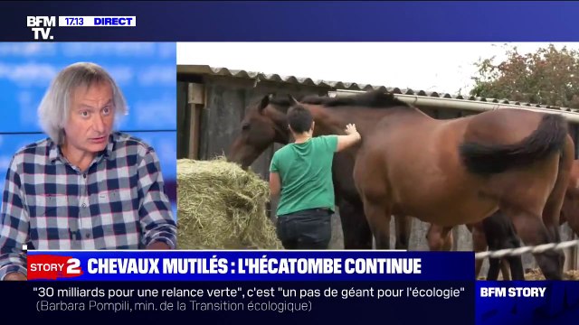 Chevaux mutilés: ce vétérinaire pointe un défaut de savoir-faire en médecine légale vétérinaire en France