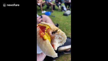Buzz off! Peckish wasp swoops in and steals chunk of woman's hot dog at UK rugby game