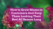 How to Grow Mums in Containers And Keep Them Looking Their Best All Season Long