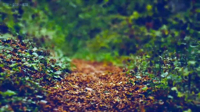 Rain on Leaves on a Forest Road in Autumn - 1 Hour Video with Sounds for Relaxation and Sleep