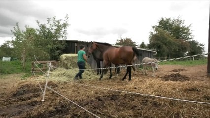 'On ne peut même pas imaginer que ça puisse arriver': le propriétaire d'une jument mutilée dans le Morbihan témoigne