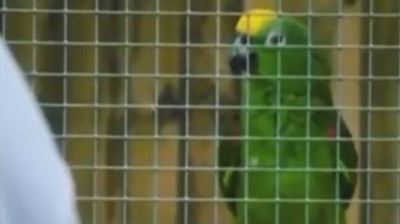 Watch: Parrot sings Beyonce’s song