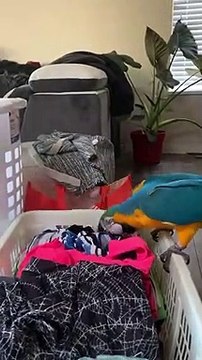 Ce perroquet déteste plier le linge... comme tout le monde